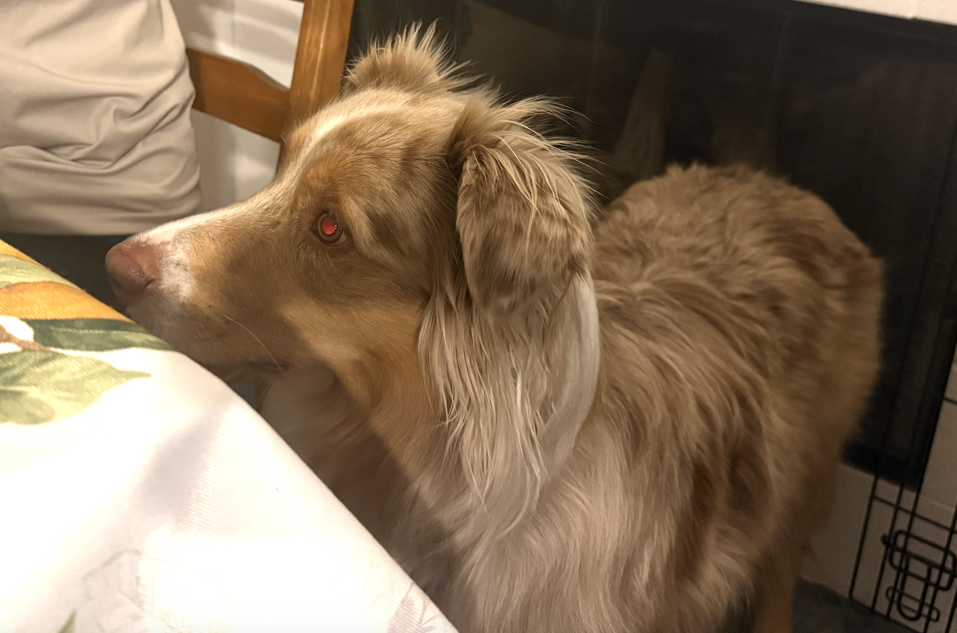 eye reflection in dog